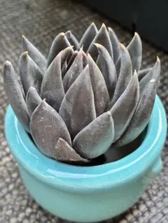 多肉植物 ダークナイト錦 ④ - メルカリ