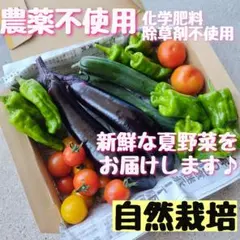 【箱数限定】農薬不使用 化学肥料不使用 除草剤不使用 野菜詰め合わせのサムネイル
