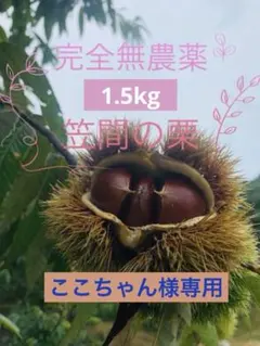 笠間産無農薬生栗　M〜Lミックス　1.5kg