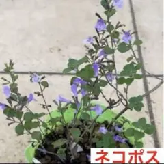 さびの様 リクエスト 2点 まとめ商品