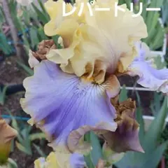 フクロウ様 リクエスト 2点 まとめ商品