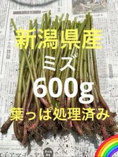 山菜 ミズ 600g 新潟県産 採れたて新鮮発送 - メルカリ