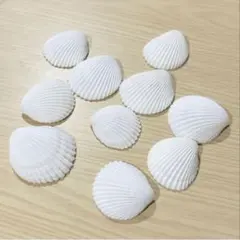 貝殻 ９枚