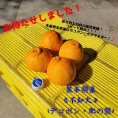 熊本県産みかん『 不知火(デコポン)』箱込み9.9kg サイズ MIX