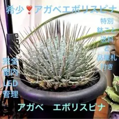 アガベ ナサビオラム Agave nussaviorum発根済 - メルカリ