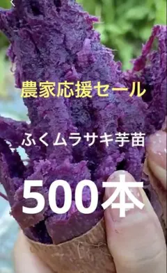ふくむらさき芋苗500本20日発送 - メルカリ
