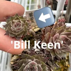 diamond.lilu様 リクエスト 7点 まとめ商品