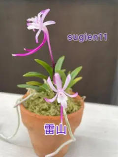 富貴蘭 大壮錦 1仔付き 普通郵便 - メルカリ