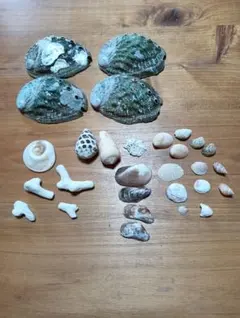 沖縄 天然サンゴ 貝殻 セット 置物 インテリア - メルカリ