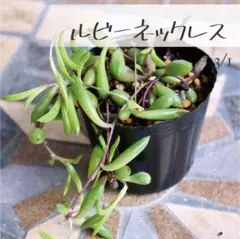 多肉植物【ルビーネックレス】セネシオ ポットごと or 抜き苗 6㎝ポット