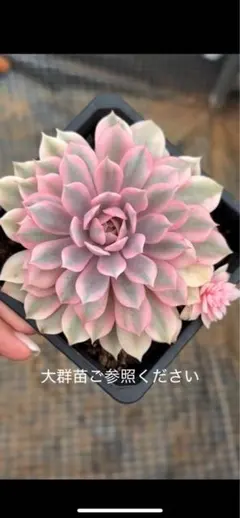 ローラ錦   抜き苗 2025年最新】多肉 ローラ錦の人気アイテム - メルカリ