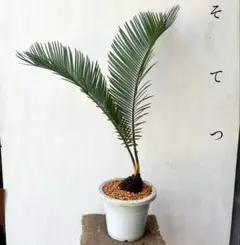 超メルカリ市限定！極太蘇鉄 幹 胴切り株 【直径約30cm】 ドライガーデン 2026年最新】蘇鉄の人気アイテム - メルカリ