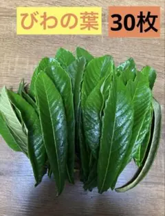 びわの葉　農薬不使用