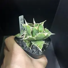 2026年最新】白毫刺の人気アイテム - メルカリ