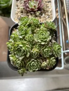 うめこ様専用　多肉植物　プラティフィラ