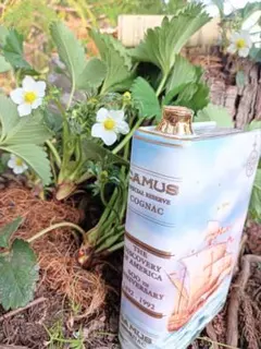 いちご　苗　在来種　6株