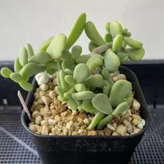 2025年最新】ケラリア 雌株の人気アイテム - メルカリ