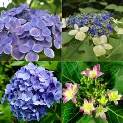 ☆ 紫陽花 挿し穂 アジサイ 各種2本 計8本セット 挿し木☆おまけ付き