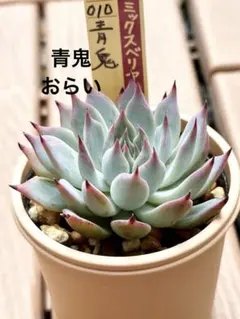 ミックスベリア 青鬼 抜き苗 - メルカリ