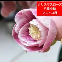 2025年最新】ソレイユ クリスマスローズの人気アイテム - メルカリ