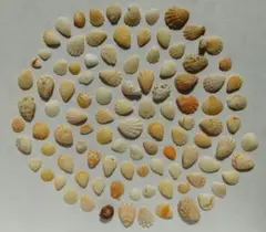 天然貝殻100個セット まとめ売り ハンドメイド素材 レジン工作【320】