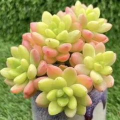 ショコラママ様 リクエスト 4点 まとめ商品