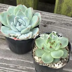 ブドウジェニー 多肉植物 プラグ苗(抜き苗) 3苗 ランダム発送 - メルカリ