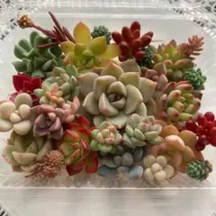 多肉植物 カット苗 詰め合わせ No.2