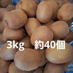 群馬県産　キウイフルーツ　ヘイワード　約40個　3kg
