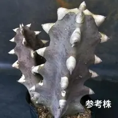 メルカリ便発送☆ガガイモ 蛮鬼角 2026年最新】蛮鬼角の人気アイテム - メルカリ