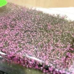 Item thumbnail for item a4687328-34a1-4171-8daa-10d5f126df6e