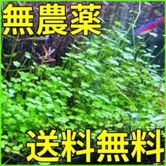 Tロー様 リクエスト 2点 まとめ商品