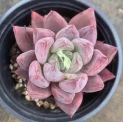 新入荷 赤魔王 エケベリア 多肉植物 1苗 - メルカリ