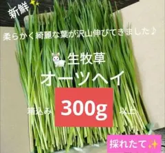 生牧草農薬不使用！オーツヘイ✨ネコポス箱込み300g以上　小動物おやつ⑦うさぎのサムネイル