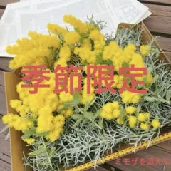 ブルーアイス
