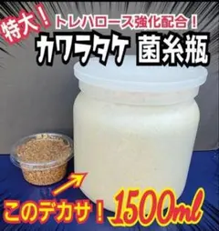 極上！カワラタケ菌糸瓶【7本】特殊アミノ酸強化配合！タランドゥス・オウゴンオニに 極上！カワラタケ菌糸瓶【7本】特殊アミノ酸強化配合