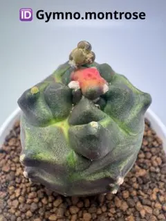 ASギムノカリキウム ミハノビッチID：Gymno.montrose サボテン - メルカリ