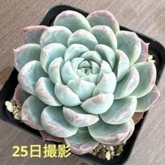 2026年最新】中里リンゼアナの人気アイテム - メルカリ