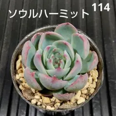 ののい様 リクエスト 2点 まとめ商品