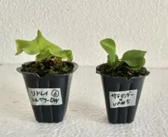 【速達付】シルベリー ドワーフ、サラマンダー x vp # 5胞子培養2株 ⓺のサムネイル