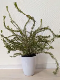 2026年最新】ヒースバンクシアの人気アイテム - メルカリ