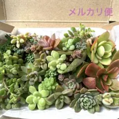 多肉植物 セダム　カット苗たっぷり詰め合わせセット 多肉弁当　初心者