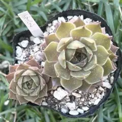 センペルビウム テデルハイド 珍しい黄色 【3苗・子株付き】多肉植物