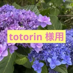 Jangory様専用 RAT クローン + TS系 2in1 ハンドメイド - メルカリ
