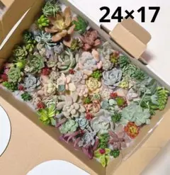 多肉植物 寄せ植え 多肉弁当 カット苗詰め合わせ 特とくセット