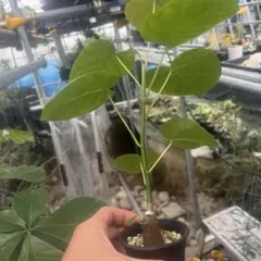 10年育成 ボンバックス 希少樹形 ハート葉 塊根植物 - メルカリ