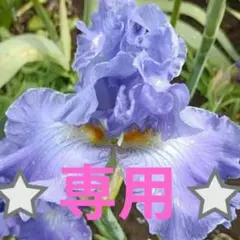 ジャーマンアイリス(うすむらさき) 3芽 - メルカリ