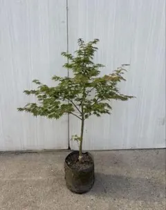 野村モミジ　株立ち　黄色テープ6 野村モミジ 株立ち 黄色テープ6 - メルカリ