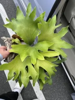 【希少】ペルー産 ピンクアメジスト 184g 菊花状 パイナップル　/638 希少】ペルー産 ピンクアメジスト 184g 菊花状 パイナップル /638
