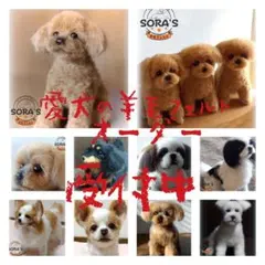 愛犬の羊毛フェルト・オーダー受付・わんちゃん